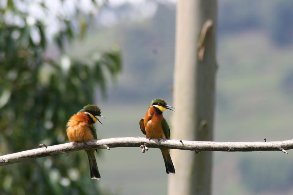 Amasiko Homestay Lake Bunyonyi Kabale Luaran gambar